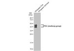 PEG (methoxy group) Antibody in Western Blot (WB)
