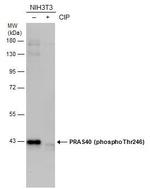 Phospho-PRAS40 (Thr246) Polyclonal Antibody