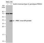 PRRS Virus GP3 Polyclonal Antibody
