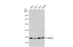 RRAGA Polyclonal Antibody