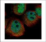 RPS27A Polyclonal Antibody