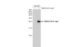 SARS-CoV-2 NSP1 Antibody in Western Blot (WB)