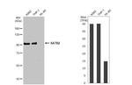 SATB2 Antibody in Western Blot (WB)