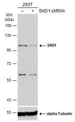 SND1 Polyclonal Antibody