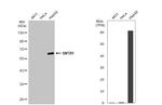SNTB1 Polyclonal Antibody