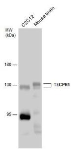 TECPR1 Polyclonal Antibody