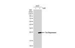 Tet Repressor Polyclonal Antibody