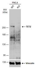 TET2 Polyclonal Antibody