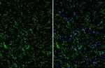 TMEM119 Antibody in Immunohistochemistry (Frozen) (IHC (F))