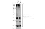 Ubiquitin Antibody in Western Blot (WB)