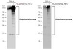 Ubiquitin Antibody in Western Blot (WB)