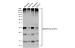 Ubiquitin Antibody in Western Blot (WB)