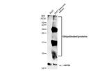 Ubiquitin Polyclonal Antibody