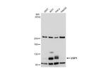 USP1 Polyclonal Antibody