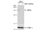 XBP1 Polyclonal Antibody