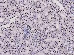 HMGB1 Antibody in Immunohistochemistry (Paraffin) (IHC (P))