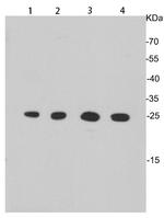 HMGB1 Antibody in Western Blot (WB)