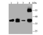 WNT2 Polyclonal Antibody