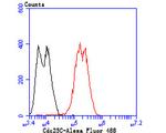 Cdc25C Antibody in Flow Cytometry (Flow)