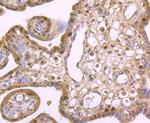 Cdc25C Antibody in Immunohistochemistry (Paraffin) (IHC (P))