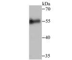 Cdc25C Antibody in Western Blot (WB)