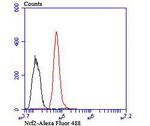 Nrf2 Antibody in Flow Cytometry (Flow)