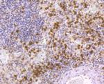 Nrf2 Antibody in Immunohistochemistry (Paraffin) (IHC (P))