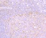 MMP3 Antibody in Immunohistochemistry (Paraffin) (IHC (P))