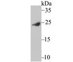 IFN alpha Antibody in Western Blot (WB)