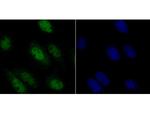 RUNX2 Polyclonal Antibody