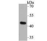 UQCRC2 Antibody in Western Blot (WB)