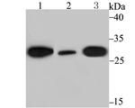 CHOP Polyclonal Antibody