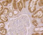 alpha-1 Microglobulin Antibody in Immunohistochemistry (Paraffin) (IHC (P))