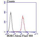 BOB-1 Antibody in Flow Cytometry (Flow)