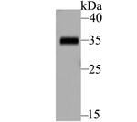 BOB-1 Polyclonal Antibody