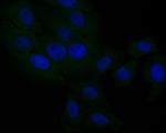 DOG-1 Polyclonal Antibody