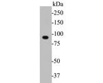 DOG-1 Antibody in Western Blot (WB)