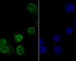 MCM7 Antibody in Immunocytochemistry (ICC/IF)