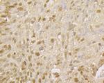 MCM7 Antibody in Immunohistochemistry (Paraffin) (IHC (P))