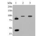 MCM7 Antibody in Western Blot (WB)