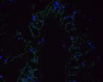 DWARF 14 Antibody in Immunohistochemistry (Paraffin) (IHC (P))