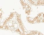 DWARF 14 Antibody in Immunohistochemistry (Paraffin) (IHC (P))