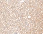 MAGT1 Antibody in Immunohistochemistry (Paraffin) (IHC (P))