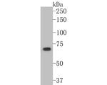 Optineurin Polyclonal Antibody