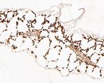 GLP7 Antibody in Immunohistochemistry (Paraffin) (IHC (P))