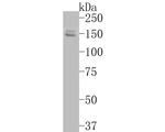 FYCO1 Polyclonal Antibody