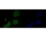 LMO2 Polyclonal Antibody