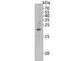 LMO2 Antibody in Western Blot (WB)