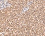 GBP2 Antibody in Immunohistochemistry (Paraffin) (IHC (P))
