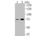 GBP2 Antibody in Western Blot (WB)